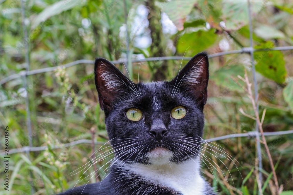 Selective Focus closeup of a black and white tuxedo cat in the grass Selective Focus closeup of a black and white tuxedo cat in the grass