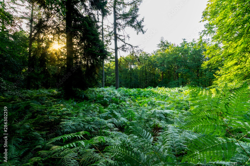 Ferns in the forest green nature Ferns in the forest green nature