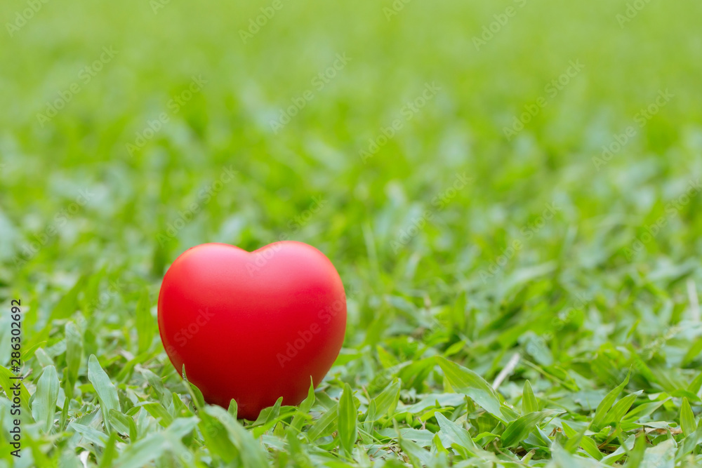 red heart placed on a green grass.Valentines Day concept.World Heart Day.Nature reserve red heart placed on a green grass.Valentines Day concept.World Heart Day.Nature reserve