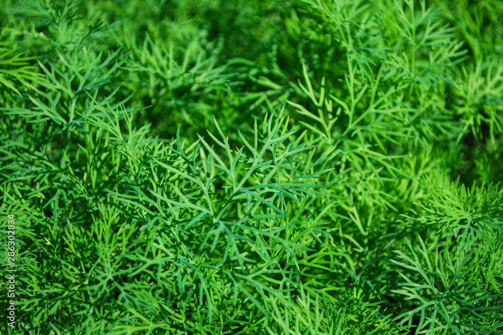 Dill Plant. Organic green dill herb. Ingredient for cooking various dishes. Dill сloseup. Dill Plant. Organic green dill herb. Ingredient for cooking various dishes. Dill сloseup.