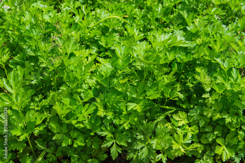 Ingredient for cooking various dishes. Organic green parsley herb. Parsley closeup.