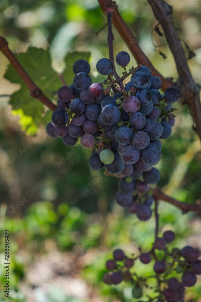 racimo de uvas de vino en viñedo de saint emiliion en francia