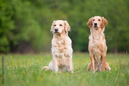 Two Golden Retriever dogs obediently sitting