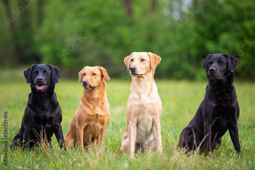 Four Labrador Retriever dogs in different colors