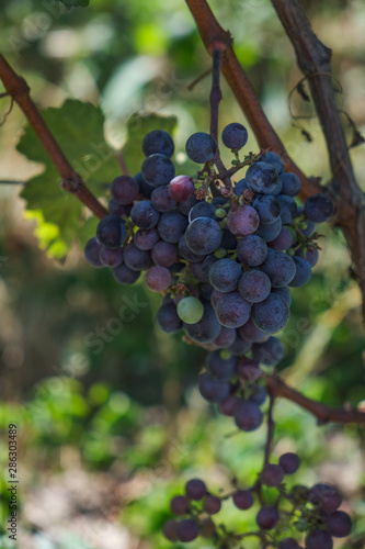 racimo de uvas de vino en viñedo saint emilion, burdeos