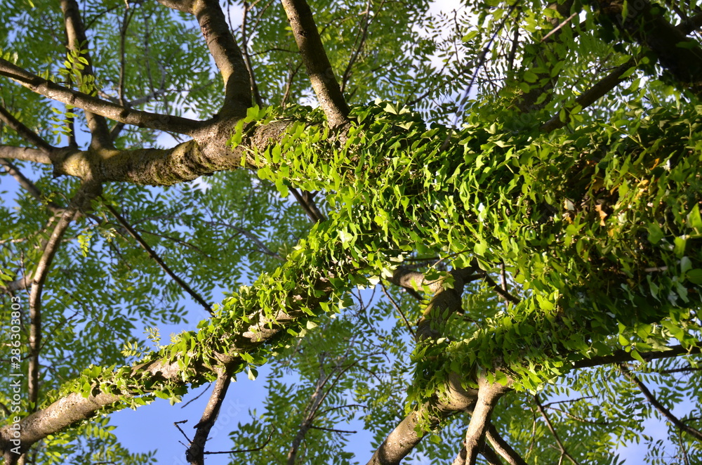 Fototapeta premium Alberi