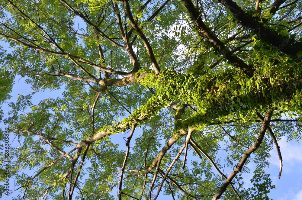 Fototapeta premium Alberi