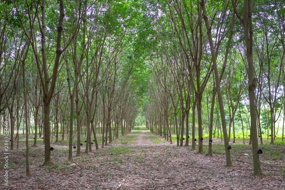 Rubber tree (Hevea brasiliensis) produces latex. By using knife cut at the outer surface of the trunk. Latex like milk Conducted into gloves, condoms, tires, tires and so on. Rubber tree (Hevea brasiliensis) produces latex. By using knife cut at the outer surface of the trunk. Latex like milk Conducted into gloves, condoms, tires, tires and so on.