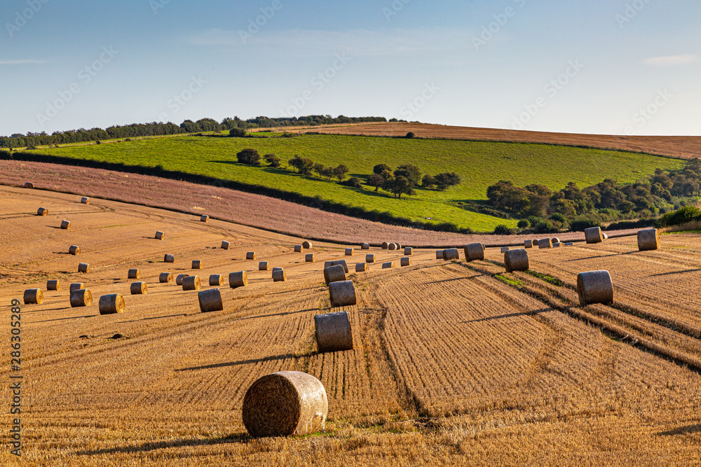 A summer landscape in the South Downs in Sussex, with hay bales in a newly harvested field