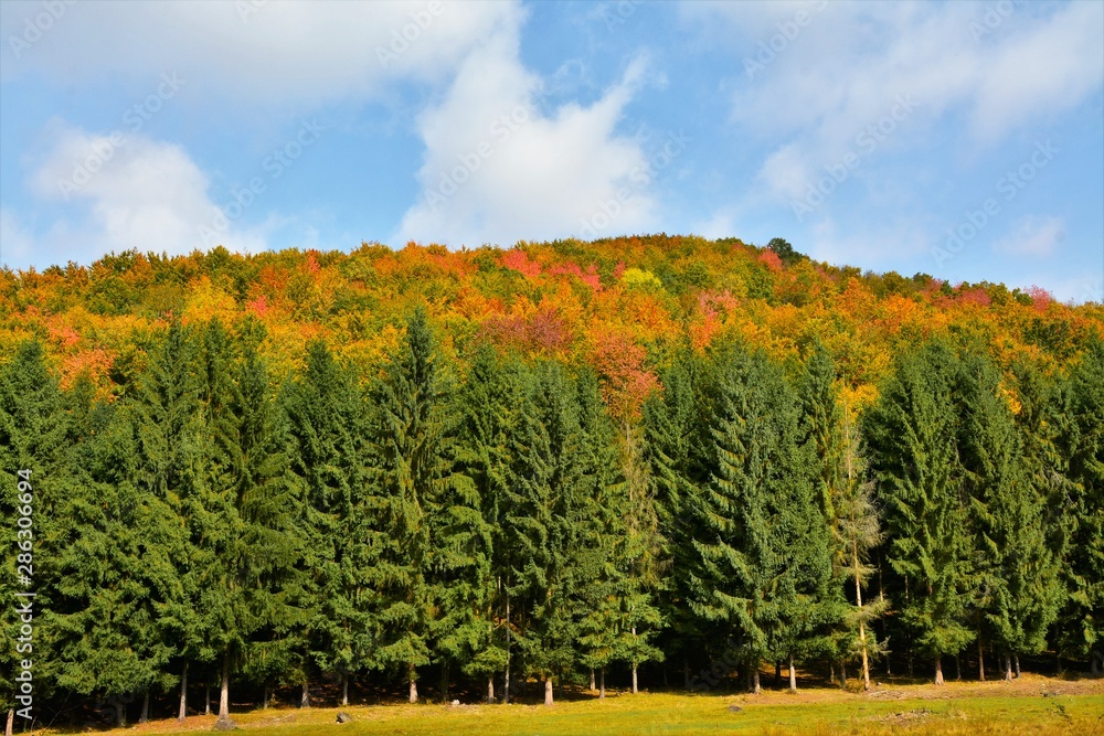 landscape with coniferous and deciduous forest in autumn
