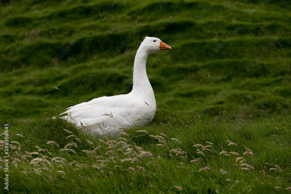 Oie de Diepholz - Diepholz goose.oie blanche sauvage aux îles féroé / wild white goose in the Faroe Islands Oie de Diepholz - Diepholz goose.oie blanche sauvage aux îles féroé / wild white goose in the Faroe Islands