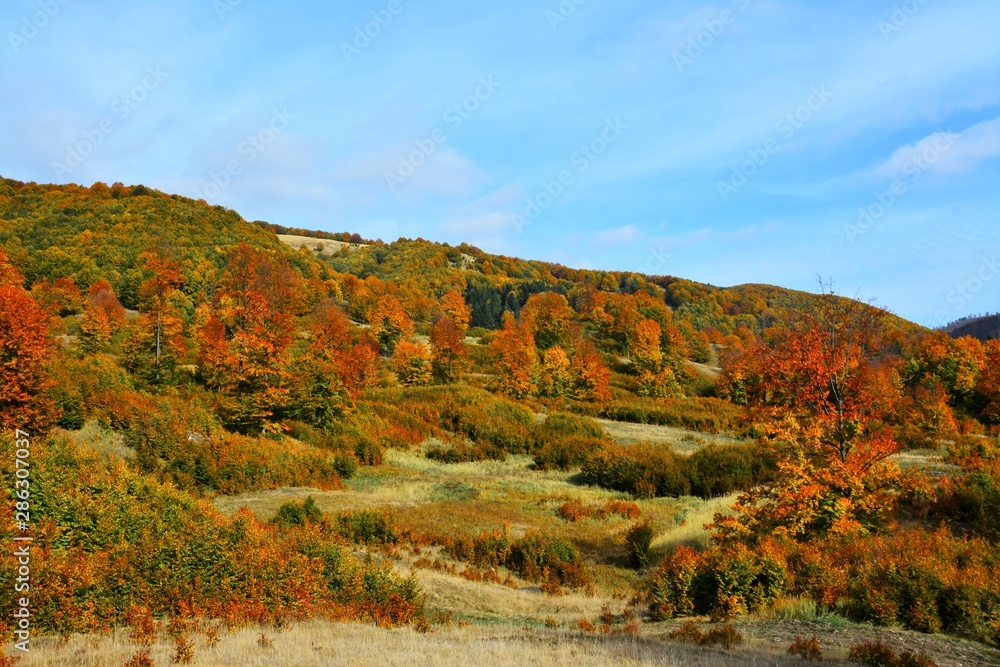 autumn landscape on a hill with trees