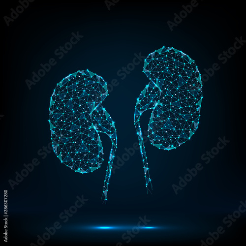 Abstract kidneys of the human body.