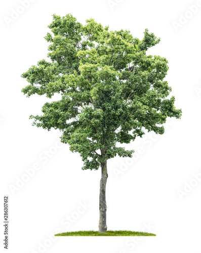 An isolated maple tree on a white background