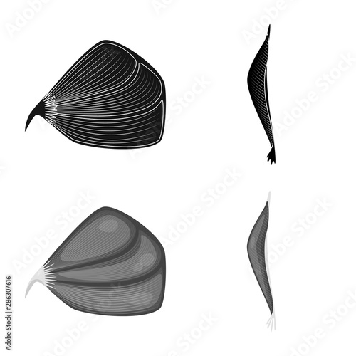 Vector illustration of fiber and muscular symbol. Collection of fiber and body stock vector illustration.