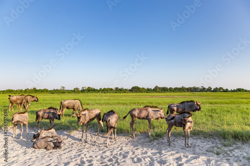 Wildebeest in the Okavango Delta