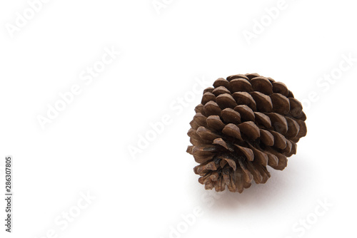 Pine cone