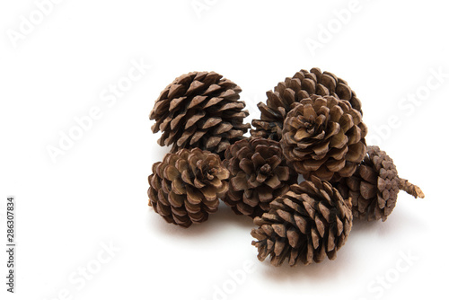 Pine cone