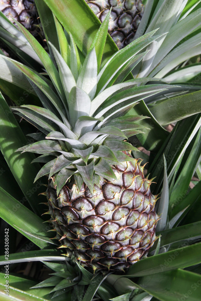 Pineapple plantation, ripe fruits just before harvesting; Samosir island, North Sumatra, Indonesia. Pineapple plantation, ripe fruits just before harvesting; Samosir island, North Sumatra, Indonesia.