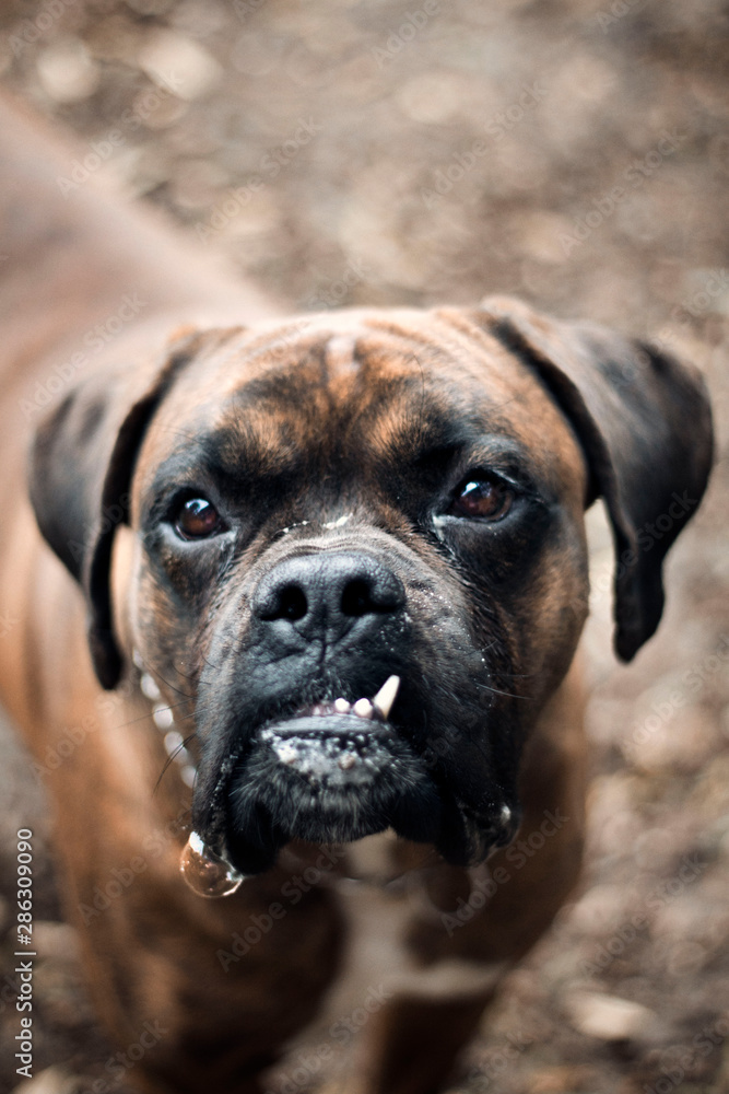 face of a boxer dog in an open space