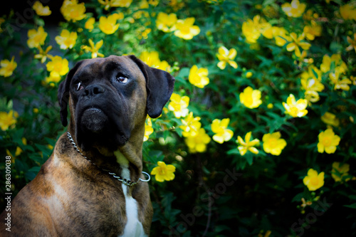 boxer dog outdoor in front of some yellow flowers