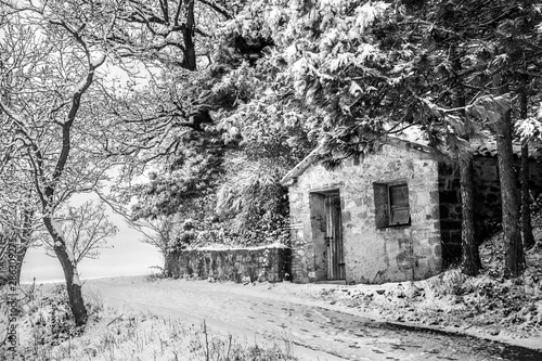 Wallpaper Mural il gelido inverno Torontodigital.ca