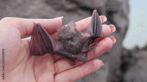 Baby bat oi the woman's hand - The Egyptian slit-faced bat, Nycteris thebaica
