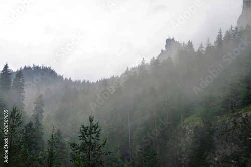 Fototapeta Naklejka Na Ścianę i Meble -  fog over the forest