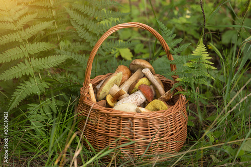 Edible mushrooms porcini in the wicker basket in sunlight. Nature, forest