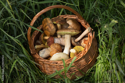 Wild mushrooms, porcini, boletus in wicker basket closeup in green grass