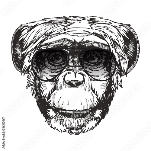 Portrait of Monkey with sunglasses. Hand-drawn illustration. Vector