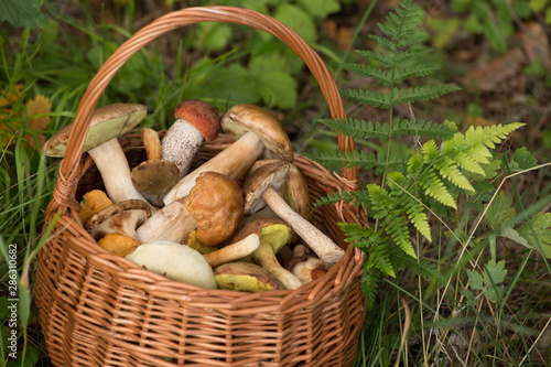 Wild mushrooms, porcini, boletus in wicker basket closeup in forest