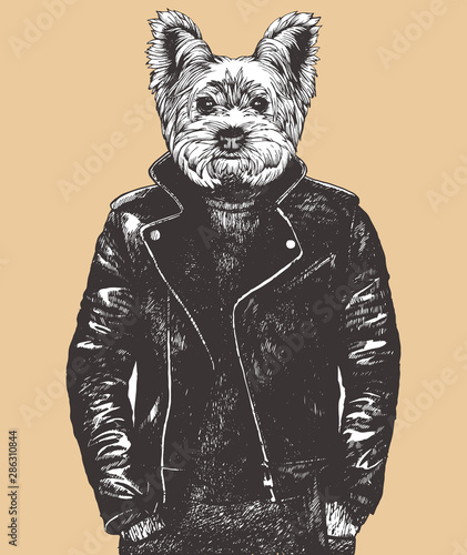 Portrait of Yorkshire Terrier Dog in leather jacket. Hand-drawn illustration. Vector