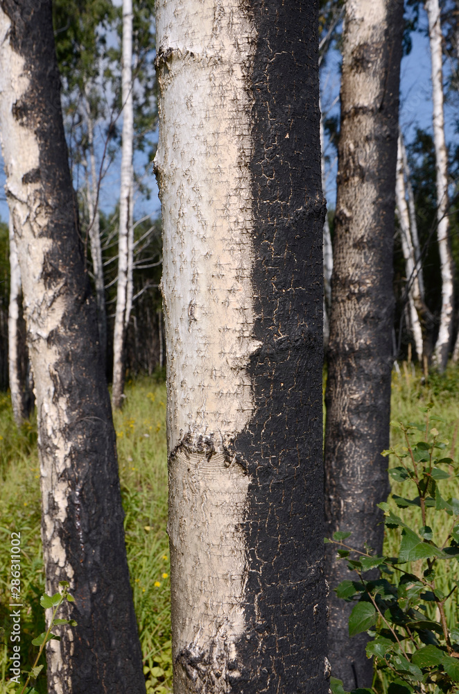 Birch forest 2 years after the fire.