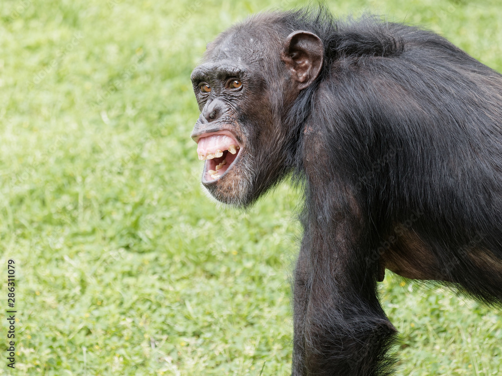 Portrait of chimpanzee staring with round eyes and shouting with mouth open, and you can see its dirty teeth. Portrait of chimpanzee staring with round eyes and shouting with mouth open, and you can see its dirty teeth.