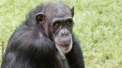 Portrait of chimpanzee staring at camera with round eyes and funny expression. © atiger
