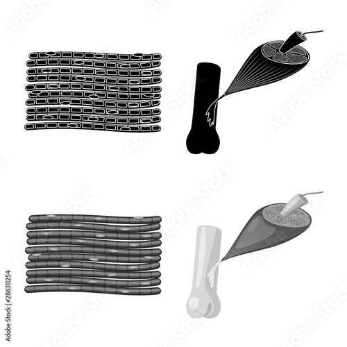 Vector illustration of fiber and muscular icon. Set of fiber and body vector icon for stock.