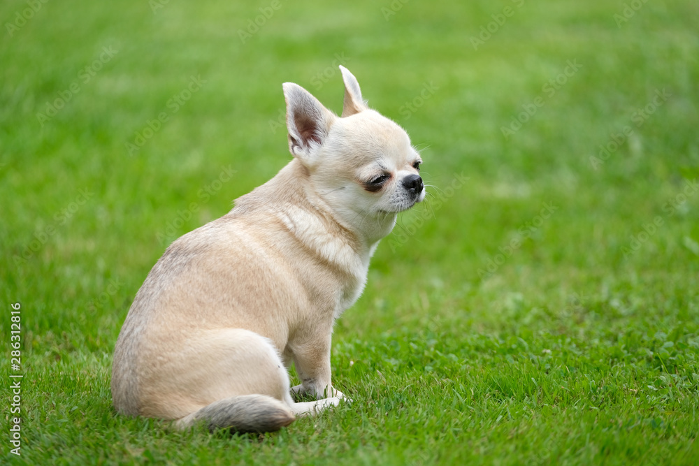 A small chihuahua dog walks on the grass. A small chihuahua dog walks on the grass.