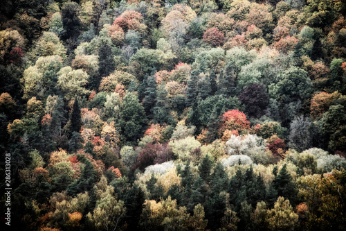 Autumn at Gauja Nationalpark near Sigulda in Latvia, Baltic States, Europe © Marc Stephan