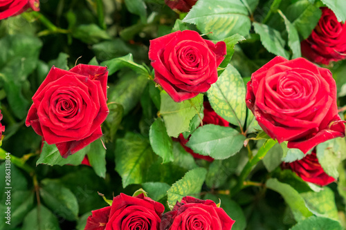 Fresh  natural red roses with green leaves. background