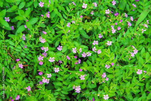 Colorful small flowers purple Elfin Herb or False Heather blooming in garden top view field green leaf background