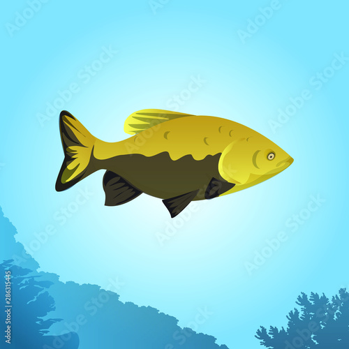 Vector illustration of freshwater fish, brazilian tambaqui fish