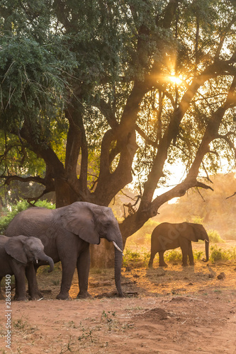 Elephants at sunset
