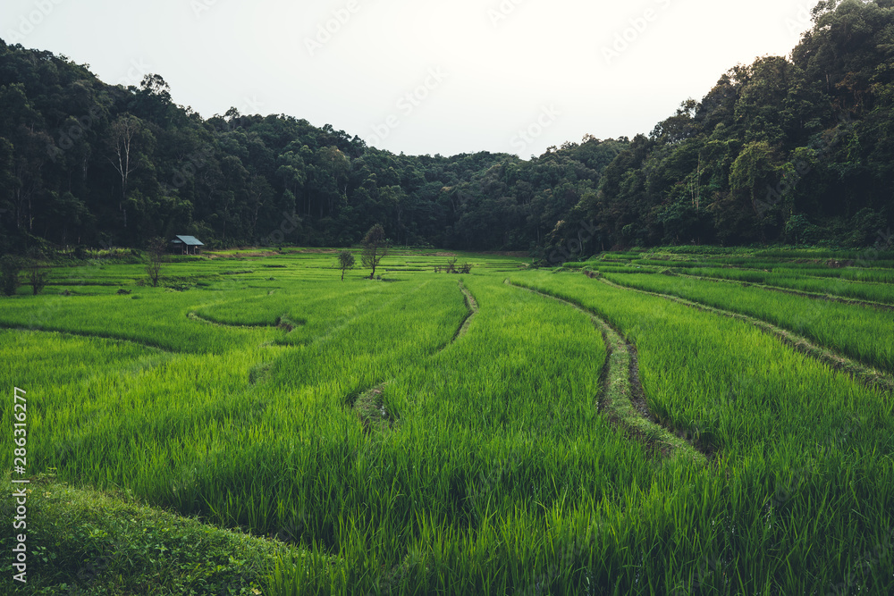 Paddy field In the countryside Rice fields in asia