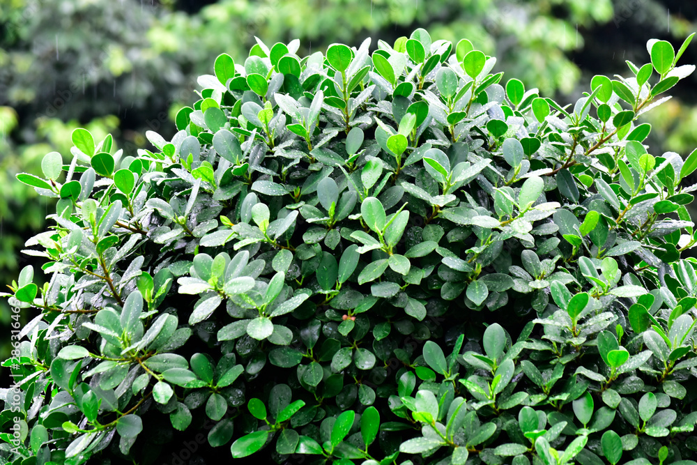 Many colorful leaves in the garden That looks fresh and cool, beautiful nature Many colorful leaves in the garden That looks fresh and cool, beautiful nature