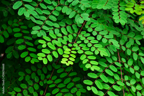  Many colorful leaves in the garden That looks fresh and cool, beautiful nature