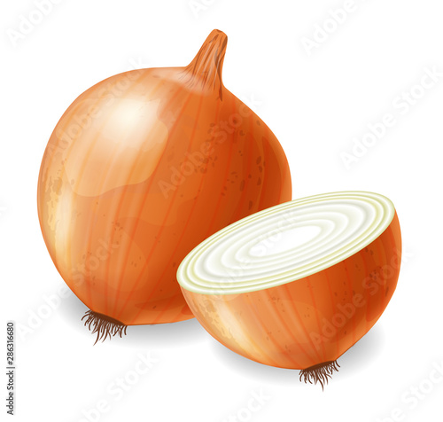 Onion vector realistic isolated on white 3d illustrations