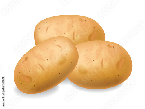 Potatoes Vector realistic isolated on white 3d illustrations