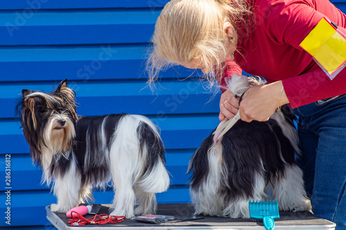 Dog show. Events on the sidelines. Urgent haircut