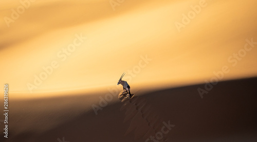 Fototapeta Naklejka Na Ścianę i Meble -  Solitary oryx standing on a sand dune in Sossusvlei desert during sunset on the edge of shadowy and light sand. Sossusvlei, Namibia.